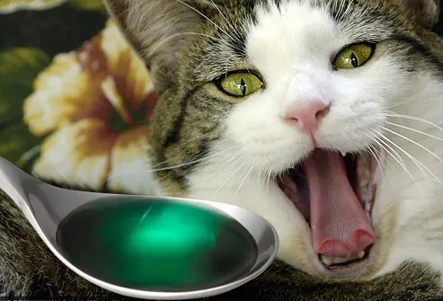 Spoonful of medicine in front of yawning cat