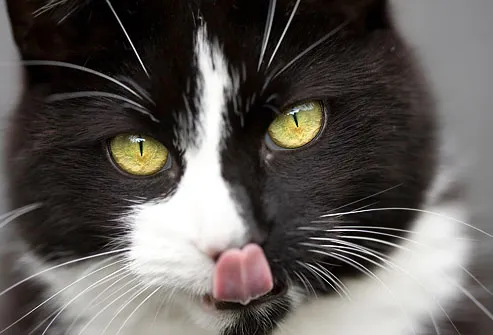 Close-up of cat licking its chops