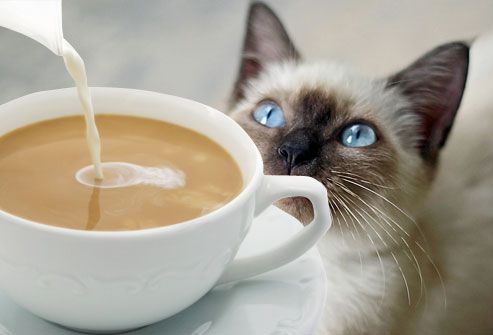 Cat watching cream pouring into coffee