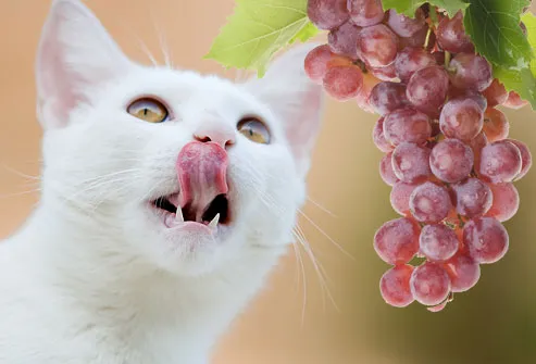 Cat looking hungrily at grape cluster