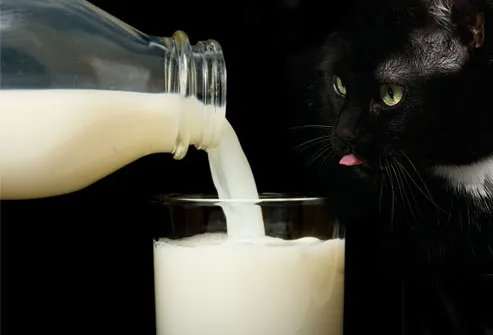Milk pouring into glass, cat watching