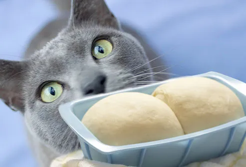 Cat looking up at rising bread dough