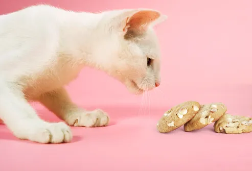 Cat sniffing macadamia nut cookie