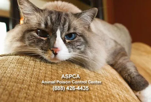 Cat laying on couch with ASPCA phone number