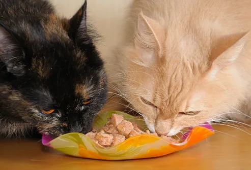 Two cats eating chicken cat food