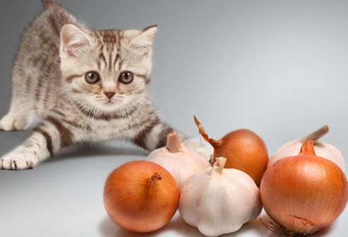 Kitten in defensive crouch against onions & garlic