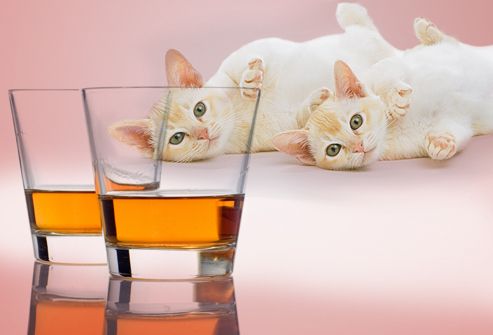 Two kittens looking at two shots of whiskey