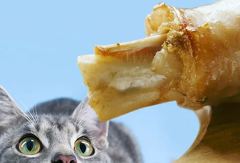 Cat eying bone and fat