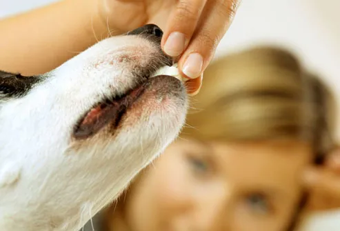 Dog eating treat from woman's hand