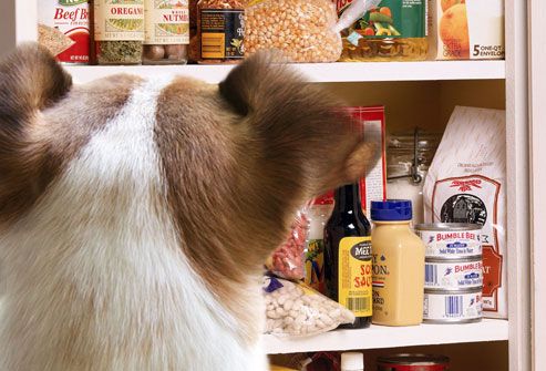 Terrier looking into pantry