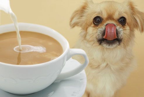 Dog watching cream pouring into coffee