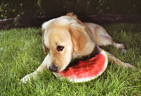 Golden retriever puppy eating watermelon