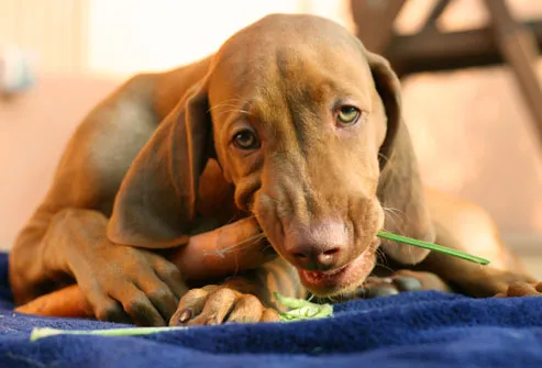 Puppy eating carrot