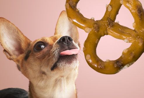 Image result for chihuahua eat