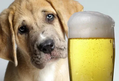 Sad dog and beer