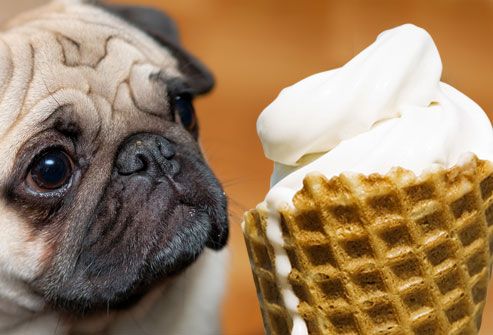 Sad dog longing for ice-cream cone