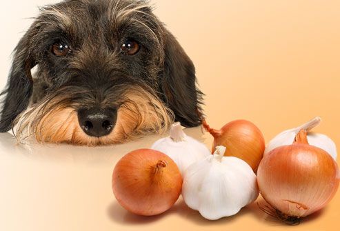Sad dog regarding onions and garlic