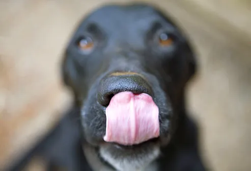 Black Dog Licking Nose
