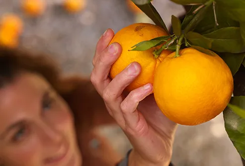 woman picking oranges