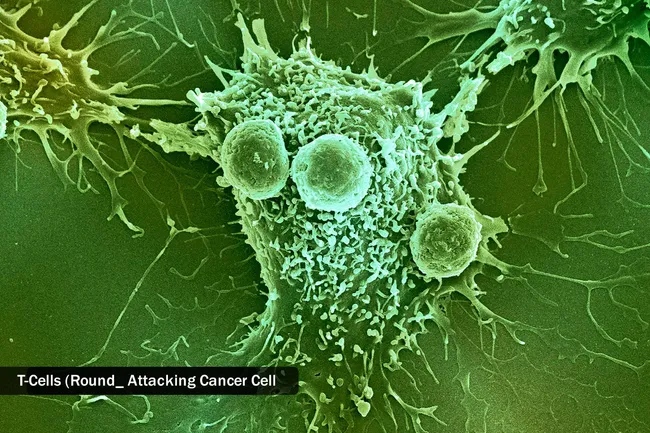 photo of t-cells