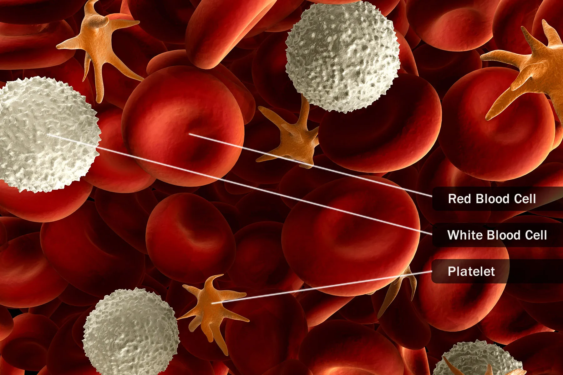 human blood cells close up