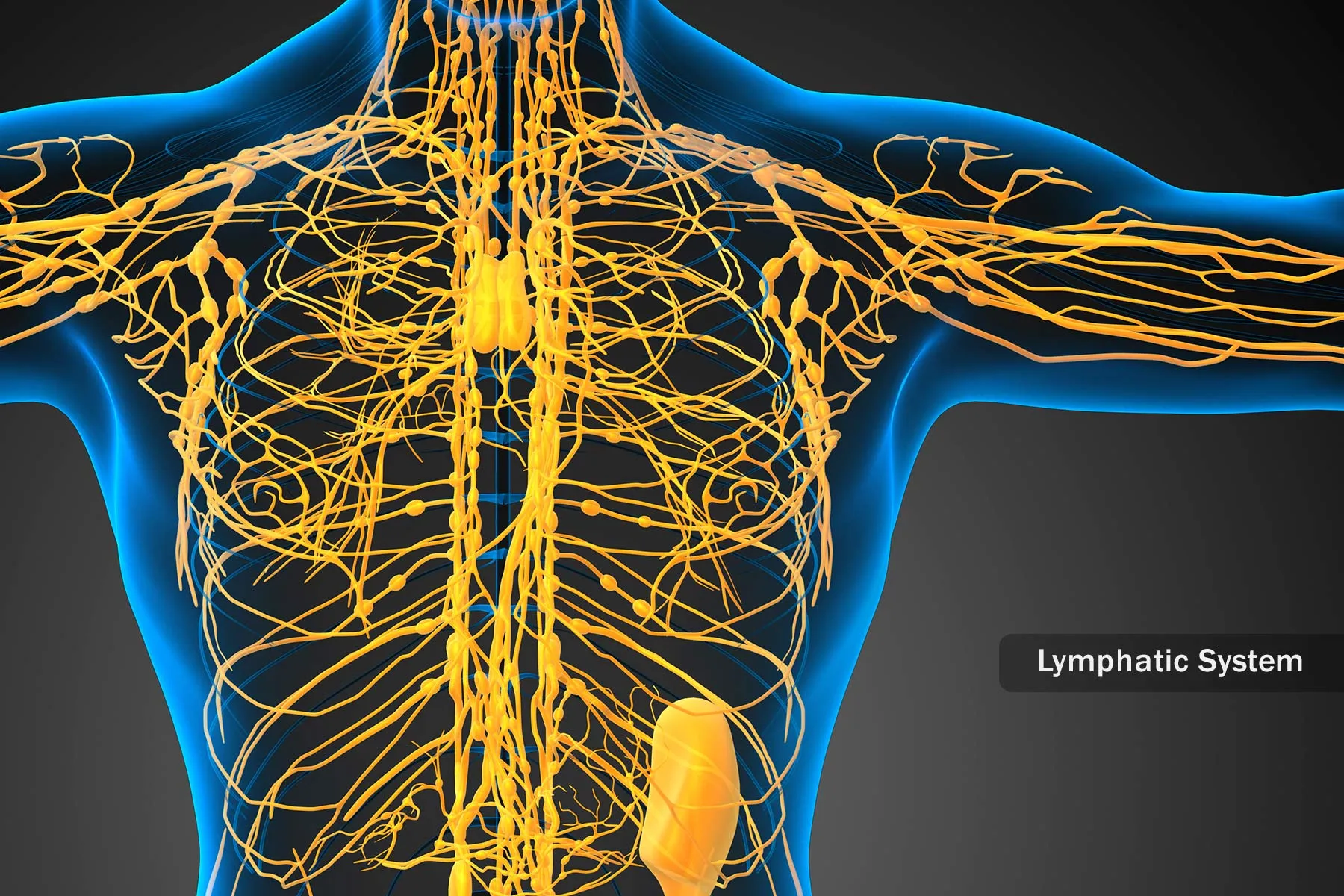 lymphatic system illustration