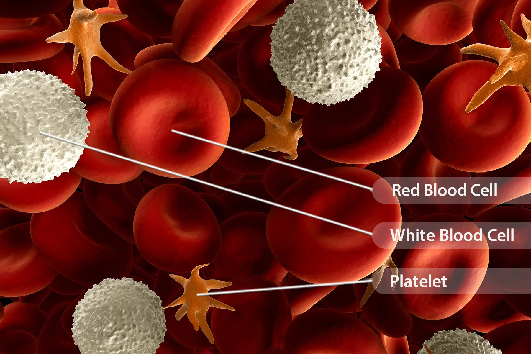 photo of blood components