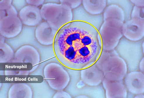 neutrophil white blood cell