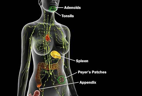 Human Immune System Diagram How It Works Live Science