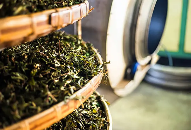 Green, Oolong, Black: What’s the Difference?