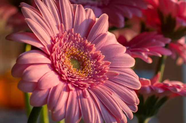 photo of gerbera daisy