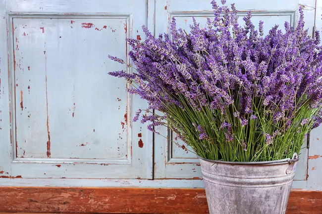 photo of lavender plant