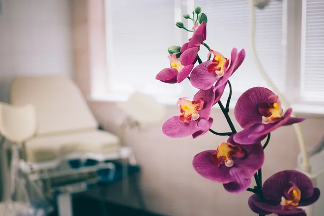 photo of orchid in hospital room