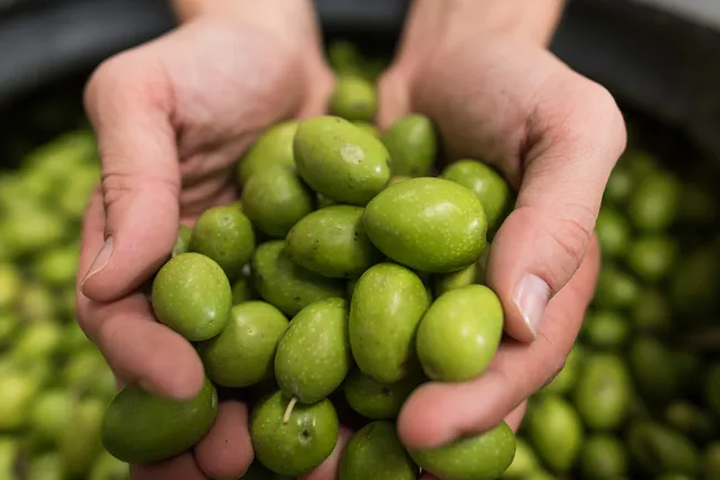 photo of hands holding olives