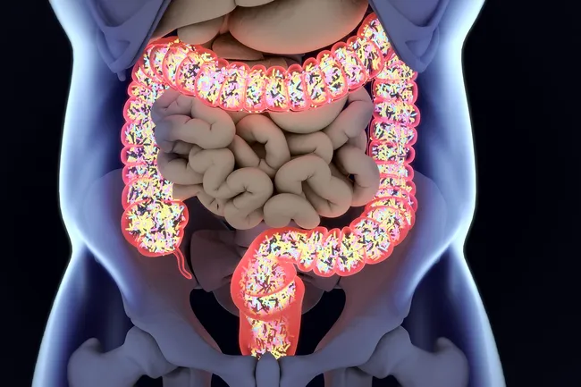 photo of gut bacteria anatomy