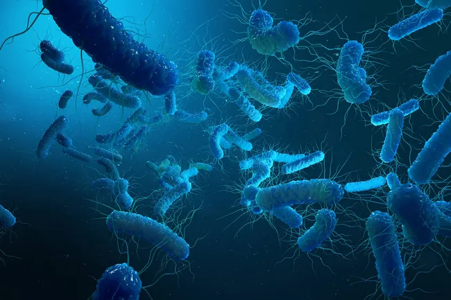 photo of bacteria