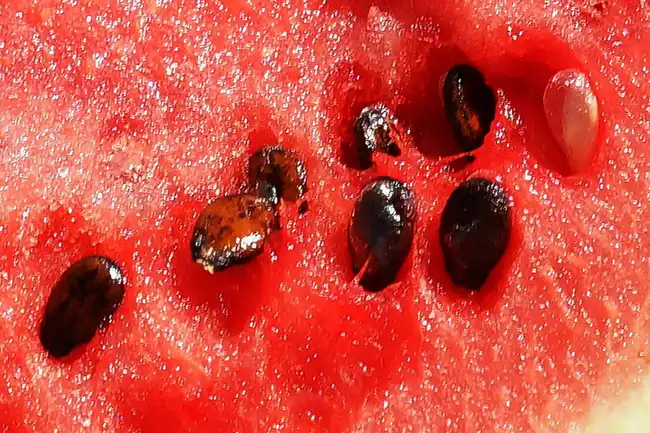 watermelon seeds close up