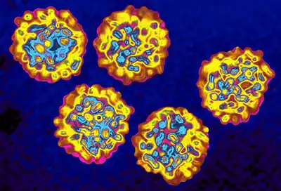 Hepatitis C Virus HCV
