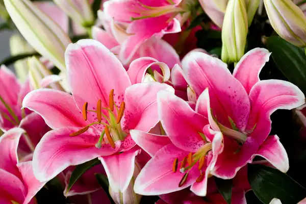 photo of lillies
