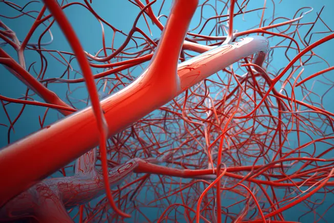 Các vấn đề về tim ở người cao tuổi - 1800ss getty rf blood vessels