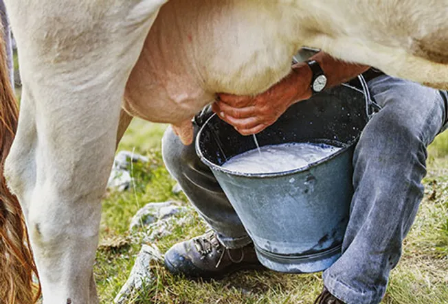 farmer milking cow
