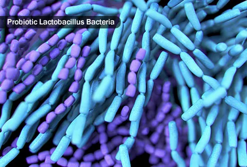 probiotic lactobacillis bacteria