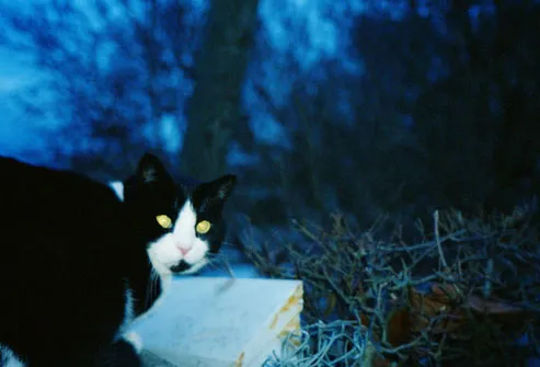 Cat Hunting at Night