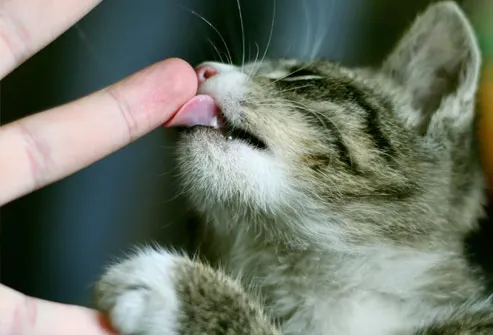 Kitten Licking Fingers of Woman