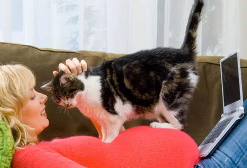 Cat Kneading Woman's Stomach