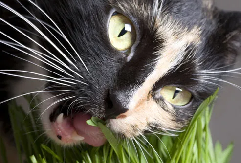 Excited Cat Eating Grass