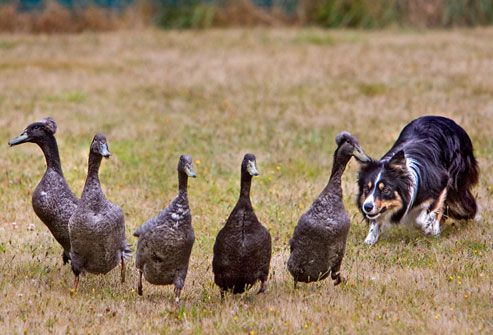 Border Collies Herding Flock of Ducks