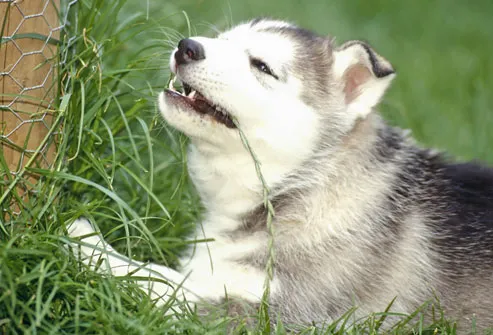 Young Husky Eating Grass