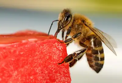 Honeybee on a Slice of Watermelon