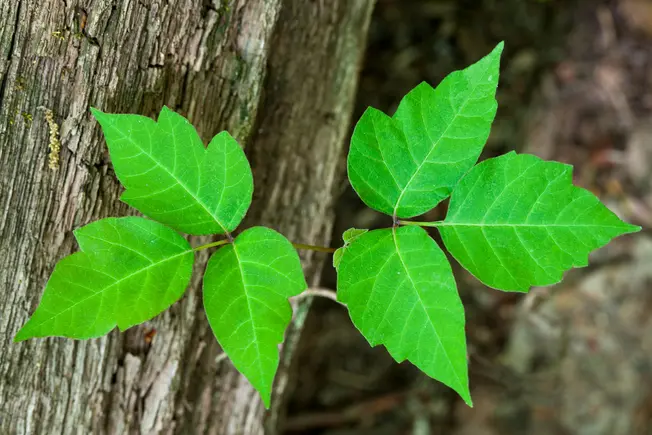 Avoid Poison Ivy With ‘Leaves of Three, Let It Be’